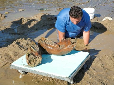 Die extrem niedrigen Pegelstände in der Donau haben in Bulgarien einen Kieferknochen und Teile der Stoßzähne eines Mammuts freigelgt. Die Knochenteile gehörten laut Experten "sehr wahrscheinlich" einem Mammut der Eiszeit.