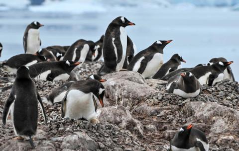 Des manchots papous dans la baie du Paradis du détroit de Gerlache, qui sépare l'archipel Palmer de la péninsule antarctique, le 20 janvier 2024