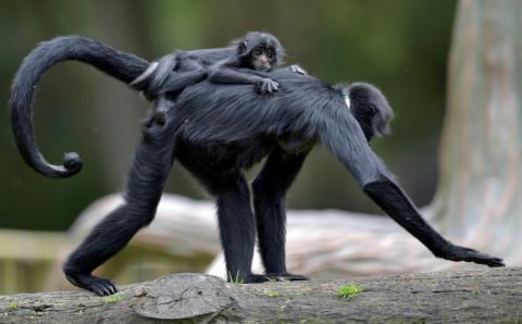 Un singe-araignée porte son bébé à Briceno, près de Bogota (Colombie), le 30 juillet 2020
