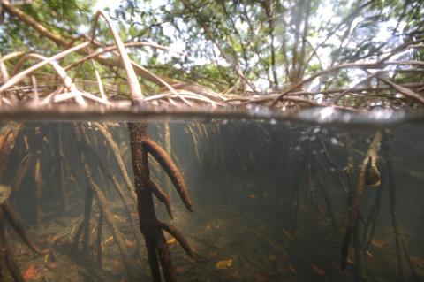 Photo prise en avril et diffusé en mai par le laboratoire national Lawrence Berkeley d'un site de prélèvement dans les mangroves de Guadeloupe où la bactérie géante Thiomargarita magnifica a été trouvée