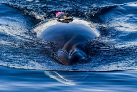 n Norwegen ist ein umstrittenes Forschungsprojekt an Walen vorübergehend gestoppt worden, nachdem einer der Meeressäuger ertrunken ist.