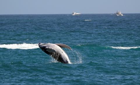 Die Körpergröße von Grauwalen im Pazifik hat einer neuen Studie zufolge innerhalb von zwei Jahrzehnten durchschnittlich um 13 Prozent abgenommen. Dieses "Schrumpfen" könnte die Fortpflanzung und das Überleben der Meeressäuger bedrohen.