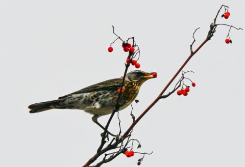Anders als Säugetiere ernähren sich Vögel häufig von sauren Früchten. Diese Toleranz entstand durch evolutionäre Veränderungen im Rezeptor für sauren Geschmack, was Vögeln vermutlich bei der Anpassung an verschiedene ökologische Nischen half.