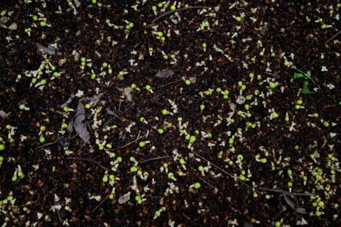 Des fleurs et des fruits d'un palmier talipot au Jardin botanique de Rio de Janeiro, au Brésil, le 10 décembre 2025