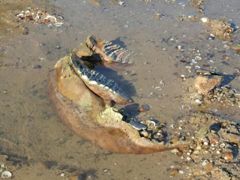 Photo de Teodor Mechev fournie le 30 juillet 2026 montrant des ossements de mammouth découverts dans le lit du Danube, en Bulgarie