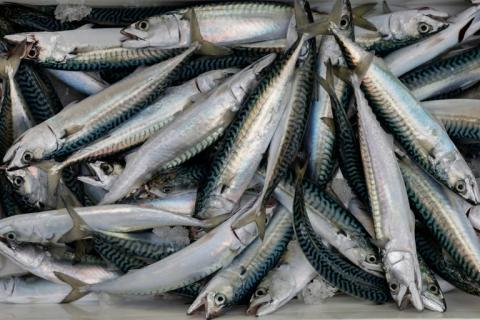 Des maquereaux issus de la pêche à Brest, le 11 décembre 2025