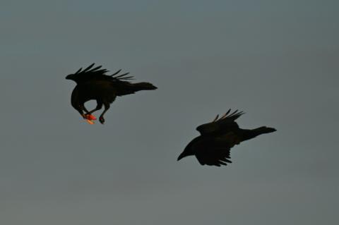 Deux corbeaux dont un transportant de la nourriture, près de Nuuk au Groenland, le 28 janvier 2026