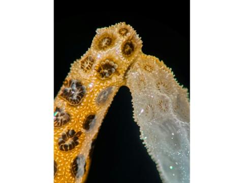 Image fournie par Danny Collins de l'université de Standford montrant des coraux au mauvaise santé se régénérant grâce au contact de coraux en bonne santé