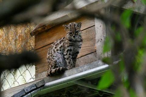 Un chat tigre Tilcayo (Leopardus tilcayo) au sanctuaire de la faune sauvage de Senda Verde, en Bolivie, le 22 septembre 2026