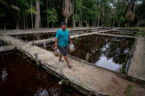 Un employé transporte des poissons d'ornement entre les bassins où ils sont conservés avant d'être exportés, à Inirida, département de Guainia, Colombie, le 8 août 2024