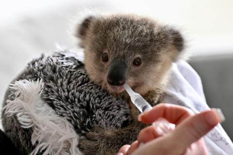 Ajooni, un bébé koala, est nourrie, le 4 octobre 2024 à Sydney