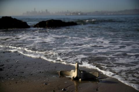 Une vertèbre de baleine échouée sur une plage californienne à Tiburon (Etats-Unis), le 23 avril 2019