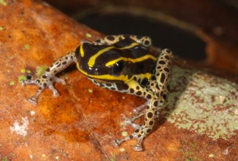 Une grenouille Ranitomeya hwata est présentée le 6 octobre 2025 par le musée de la biodiversité du Pérou