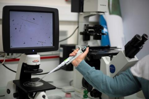 Du plancton observé au microscope à la station biologique de Roscoff, dans le Finistère, le 23 juin 2022