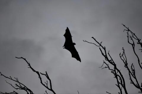 Europas größte Fledermaus jagt und frisst auch Singvögel in der Luft. Senderdaten zeigen, dass Riesenabendsegler Vögel mehr als einen Kilometer über dem Boden fangen und verzehren, ohne zu landen.