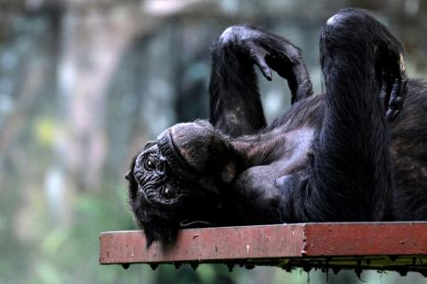 La ménopause existe aussi chez les femelles chimpanzés, selon une nouvelle étude