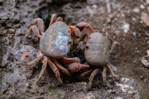 Des crabes sur l'île de Malpelo (Colombie), le 8 september 2024