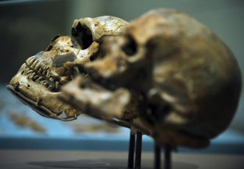 Un crâne d'Homo Sapiens (Cro-Magnon 1) (d) et un crâne d'Homo Neanderthalensis (g) exposés au Smithsonian National Museum of Natural History à Washington, le 17 mars 2010