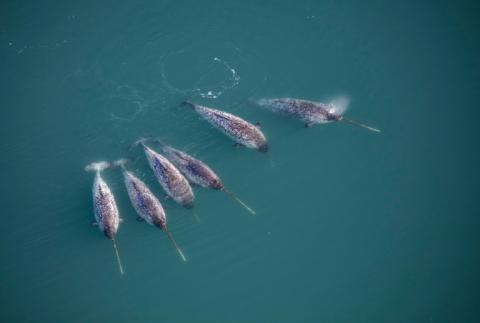 Photo non datée, diffusée par l'Institut de la nature du Groenland le 21 février 2023, montrant une vue aérienne de narvals dans les fjords au large de la côte est du Groenland