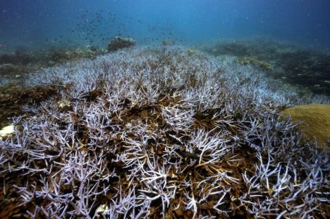 Des coraux brillant d'un bleu fluorescent pour se protéger du blanchissement autour de l'île de Koh Tao, le 15 juin 2024 dans le sud de la Thaïlande