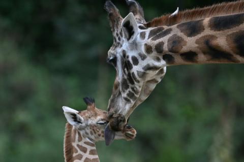 Viele Tierpopulationen in Zoos sind überaltert und gefährden nach Meinung von Forschern damit die Artenschutzziele. In vielen Zoos gibt es zu wenig junge und viele ältere Tiere, weshalb solche Populationen als weniger stabil gelten.