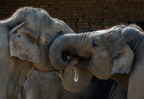 Deux éléphants au zoo de Berlin, le 16 avril 2025