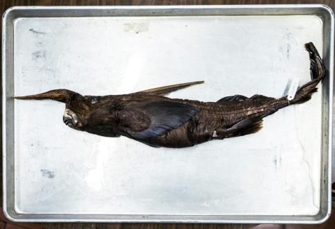 Un spécimen d'une espèce de requin fantôme découverte au large du Costa Rica, présentée à musée de zoologie à San Jose, le 3 juillet 2026
