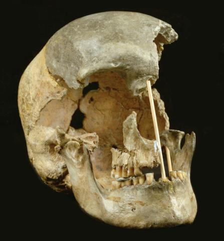 Le crâne d'une femme humaine moderne de Zlaty kun au Musée national de Prague, le 7 avril 2021
