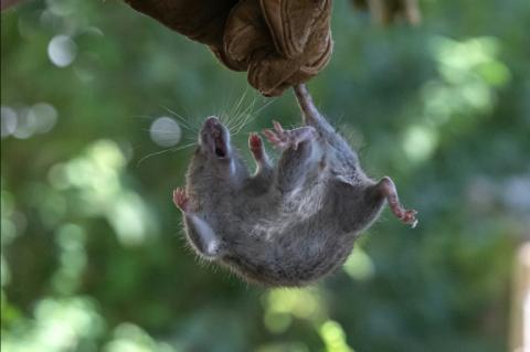 Die argentinischen Behörden haben angesichts des tödlichen Hantavirus-Ausbruchs auf einem aus Argentinien aufgebrochenen Kreuzfahrtschiffs die Entsendung von Experten nach Ushuaia im Süden des Landes zur Untersuchung von Nagetieren angekündigt.