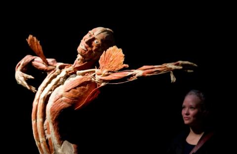 Une jeune femme se tient derrière un corps conservé par le plastinateur allemand Gunther von Hagens lors de l’exposition "Body Worlds &amp; The Story of the Heart" à Berlin, le 27 avril 2011