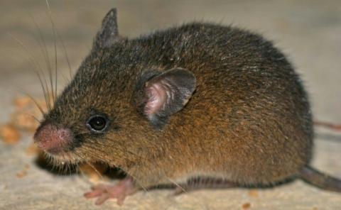 Photo diffusée par le Service national des aires naturelles protégées par l’Etat (Sernanp) montre le rongeur Oreoryzomys hesperus, découvert dans le Sanctuaire national Tabaconas Namballe, dans la région andine de Cajamarca, au Pérou