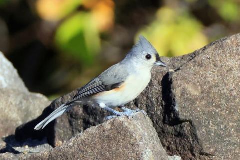 Lärm schadet einer Studie zufolge Vögeln weltweit. Von Menschen verursachter Lärm habe einen erheblichen Einfluss auf die Kommunikation, Nahrungssuche, und Physiologie von Vögeln, hieß es in einer am Mittwoch veröffentlichten Studie.