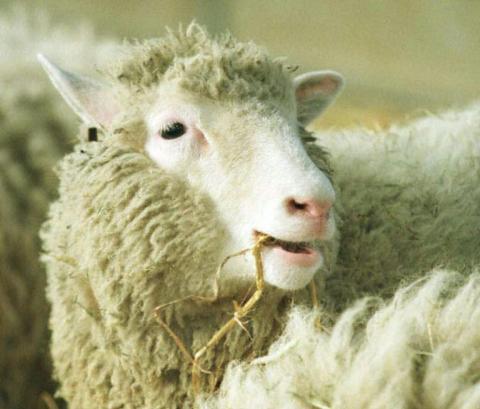 La brebis Dolly, premier animal cloné, le 3 février 1997 à Edimbourg