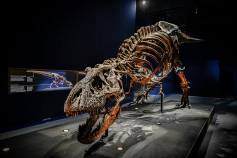 Le squelette d'un dinosaure Tyrannosaurus Rex exposé au Muséum national d'histoire naturelle du Jardin des Plantes à Paris, le 1er juin 2018