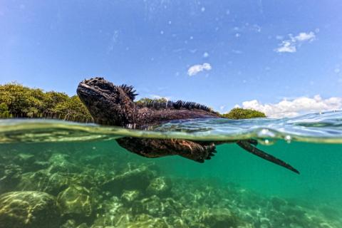 Un iguane marin (Amblyrhynchus cristatus) dans la baie de Tortuga, sur l'île de Santa Cruz, une partie de l'archipel des Galapagos en Équateur, le 6 mars 2024