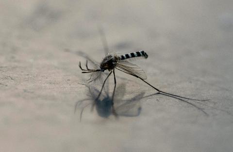 Un moustique Aedes aegypti à Mexico, le 2 décembre 2024