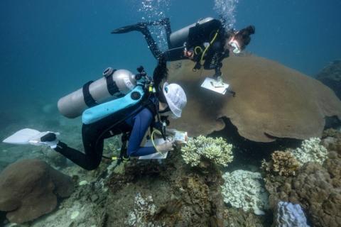 Surveillance des coraux décolorés autour de l'île de Koh Tao, dans la province de Surat Thani, le 14 juin 2024 dans le sud de la Thaïlande