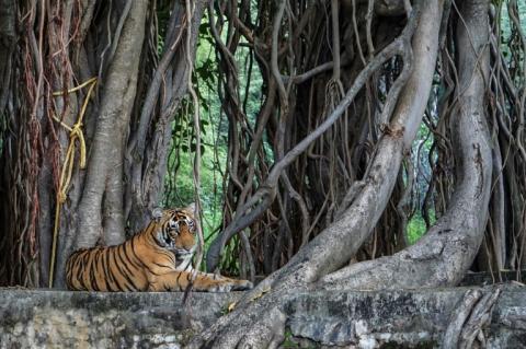 Un tigre dans le parc national indien de Ranthambore, au Rajasthan, le 1er octobre 2024