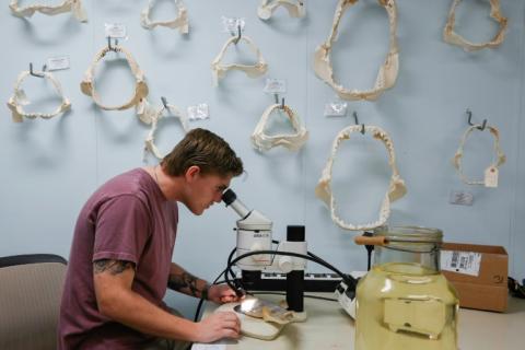 Joe Miguez, membre du programme de recherche sur les requins, observe au microscope un spécimen de raie, à Gainesville, le 23 février 2024 en Floride