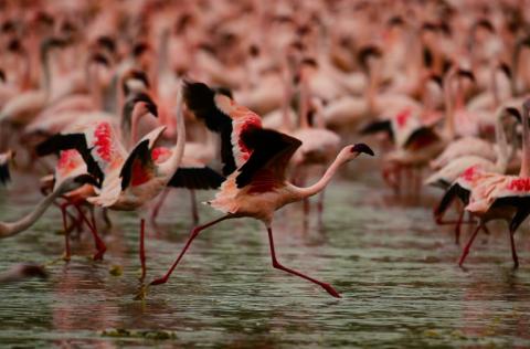 Keine rosige Zukunft für Flamingos: Mit steigendem Wasserstand produzieren die afrikanischen Seen einer Studie zufolge weniger Nahrung für die langbeinigen Vögel, so dass ihr Überleben bedroht ist.