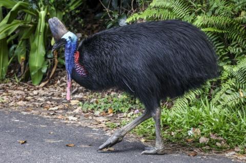 Un casoar, le 7 avril 2024 près de Cairns (Australie)