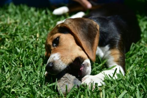Des animaux vont se souvenir s'être sentis mieux après avoir consommé une plante spécifique et la mangeront de nouveau quand ils ressentiront un symptôme similaire
