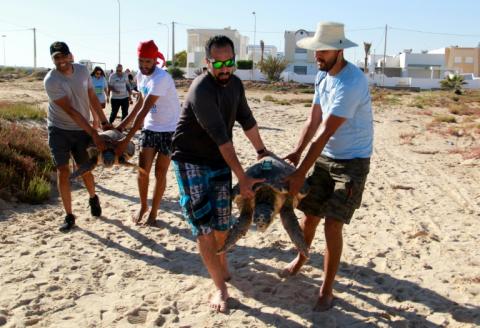 Des scientifiques transportent des tortues marines avant de les relâcher dans la mer, à Sfax en Tunisie, le 21 mai 2022
