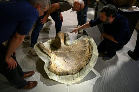 Des paléontologues inspectent un ilium (os pelvien) d'un camarasaurus protégé par du plâtre avant de l'installer pour l'exposition "Chercheurs de Dinos" au musée d'Angoulême, le 22 mai 2026 en Charente