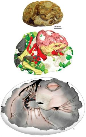 Image fournie par Sophie Vrard and Julien Benoit le 9 avril 2026 montrant un Lystrosaurus dans son oeuf