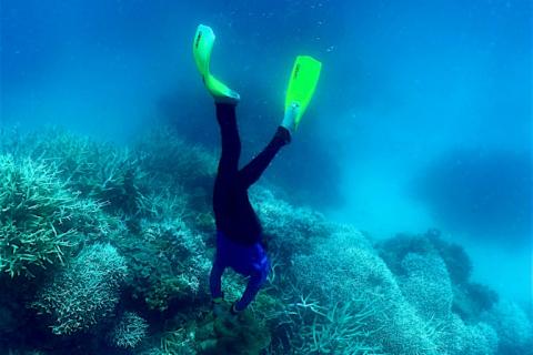 Nach monatelangen Rekordtemperaturen in den Ozeanen erlebt die Welt derzeit nach Angaben einer US-Behörde die zweite große Korallenbleiche innerhalb von zehn Jahren.