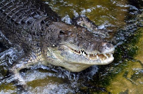 Französische Biologen haben herausgefunden, dass Krokodile in der Lage sind, Bedrängnis in den Schreien von Affenbabys oder menschlichen Babys wahrzunehmen - und besonders davon angezogen werden.