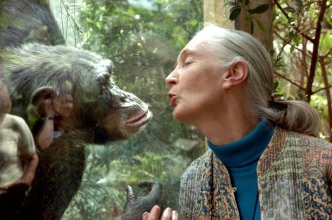 Die britische Primatenforscherin und Umweltaktivistin Jane Goodall ist tot. Wie ihr Institut am Mittwoch mitteilte, starb sie im Alter von 91 Jahren im US-Bundesstaat Kalifornien.