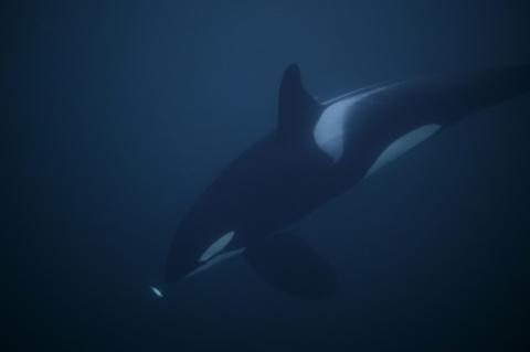 Sur 5.000 espèces de mammifères, la ménopause concerne seulement la femme et cinq espèces de cétacés à dents, dont les orques (l'animal sur cette photo) et les narvals