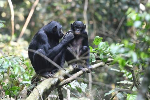 Deux bonobos en République Démocratique du Congo en mai 2019